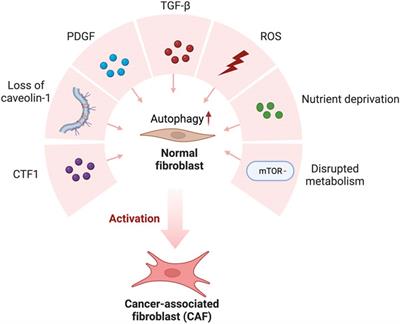 Role of autophagy in cancer-associated fibroblast activation, signaling and metabolic reprograming